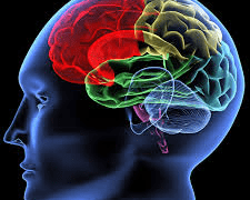 Sounds And Words Are Processed Separately And Simultaneously In The Brain