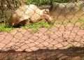 Ogba Zoo Court Battle Resumes October 26 Amid Climate Funding Concerns