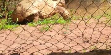 Ogba Zoo Court Battle Resumes October 26 Amid Climate Funding Concerns