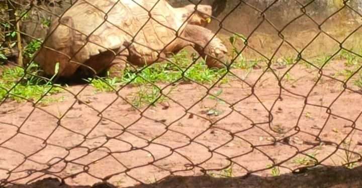 Ogba Zoo Court Battle Resumes October 26 Amid Climate Funding Concerns