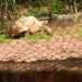 Ogba Zoo Court Battle Resumes October 26 Amid Climate Funding Concerns